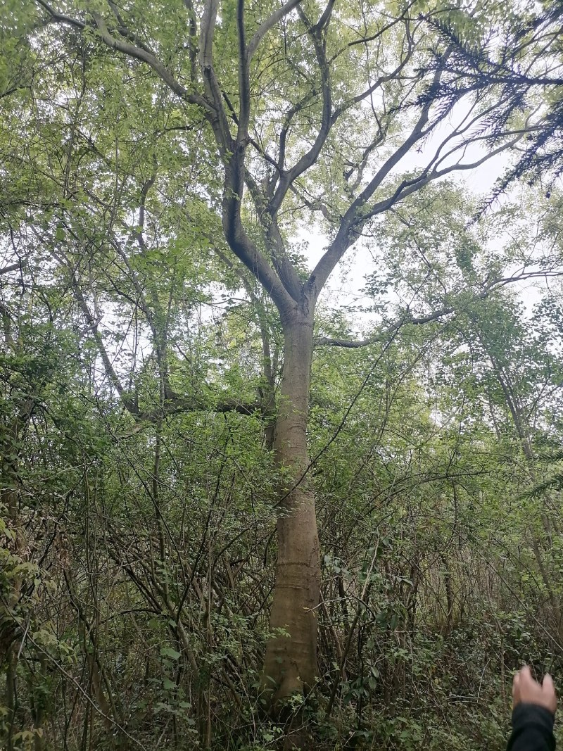 朴树，20-60公分的单杠朴树，工程苗及苗圃精品长期供应