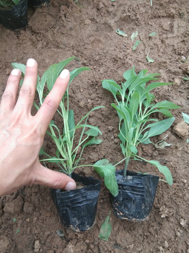 苗圃自销蓝花鼠尾草价格低五一国庆草花租摆草花鼠尾草批发