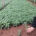 苗圃自销蓝花鼠尾草价格低五一国庆草花租摆草花鼠尾草批发