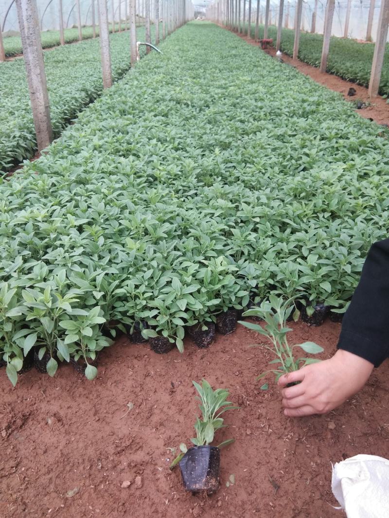 苗圃自销蓝花鼠尾草价格低五一国庆草花租摆草花鼠尾草批发