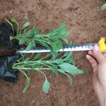 苗圃自销蓝花鼠尾草价格低五一国庆草花租摆草花鼠尾草批发