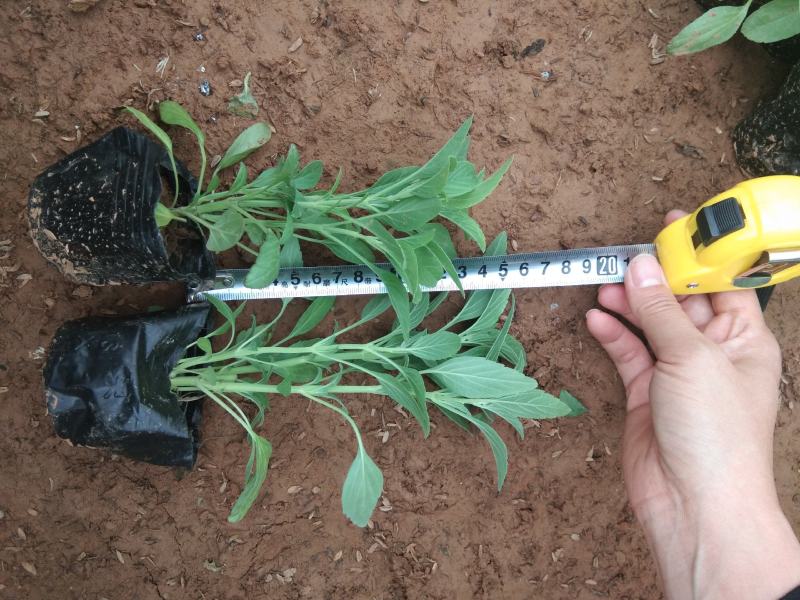 苗圃自销蓝花鼠尾草价格低五一国庆草花租摆草花鼠尾草批发