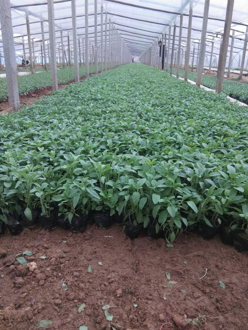 苗圃自销蓝花鼠尾草价格低五一国庆草花租摆草花鼠尾草批发