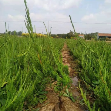 苗木基地自销杯苗小龙柏价格低地栽小龙柏批发绿篱