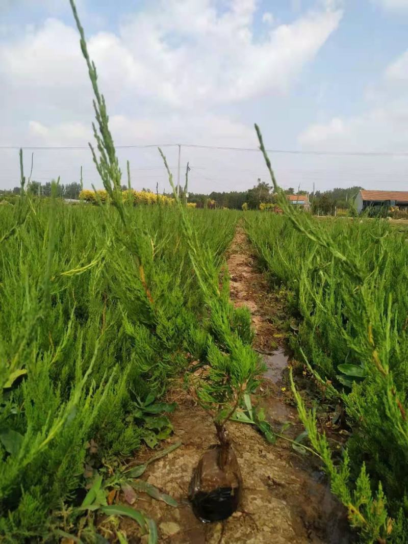 苗木基地自销杯苗小龙柏价格低地栽小龙柏批发绿篱