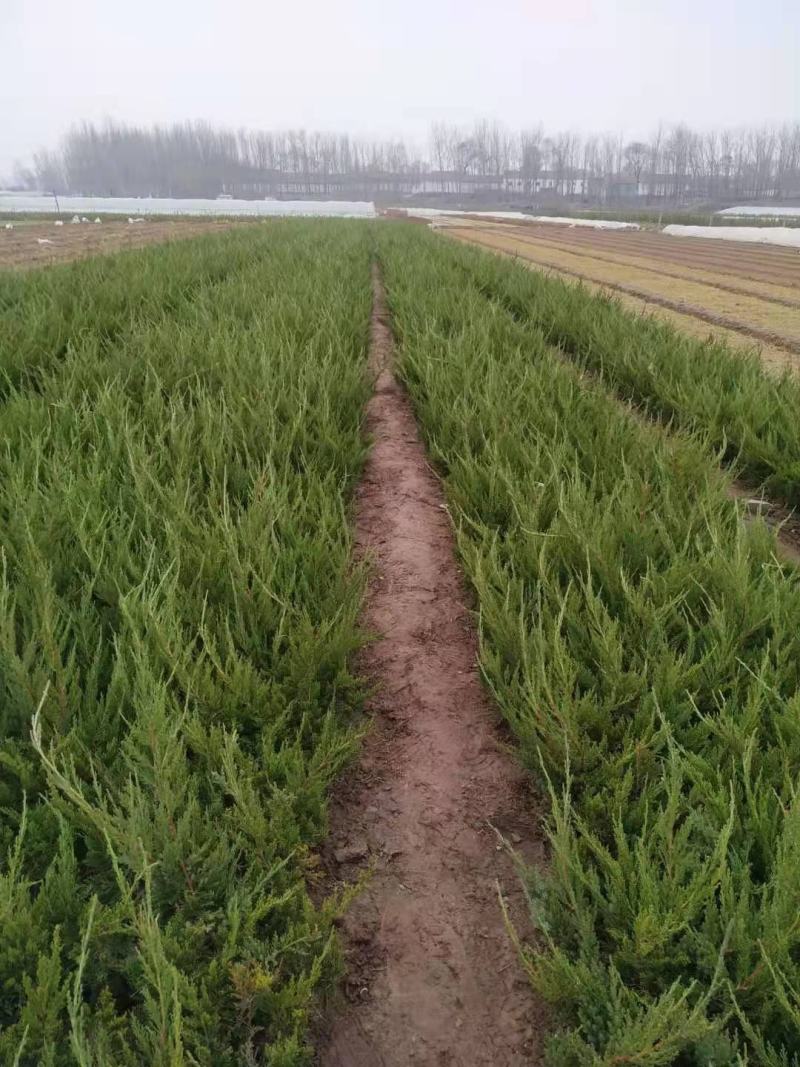 苗木基地自销杯苗小龙柏价格低地栽小龙柏批发绿篱
