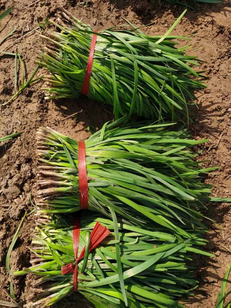 露天头刀韭菜根粗叶绿红紫根泥土菜非二茬韭菜提供代收加冰