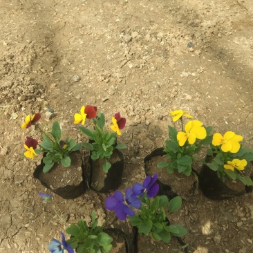 草花种植基地自销杯装角堇价格低时令草花五一花卉角堇