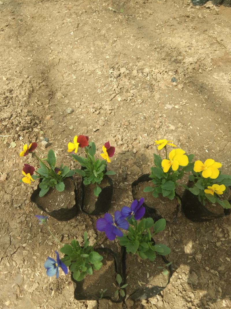 草花种植基地自销杯装角堇价格低时令草花五一花卉角堇