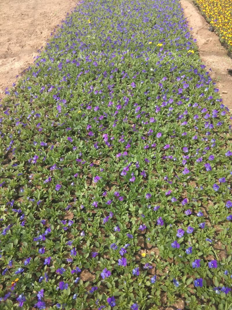 草花种植基地自销杯装角堇价格低时令草花五一花卉角堇