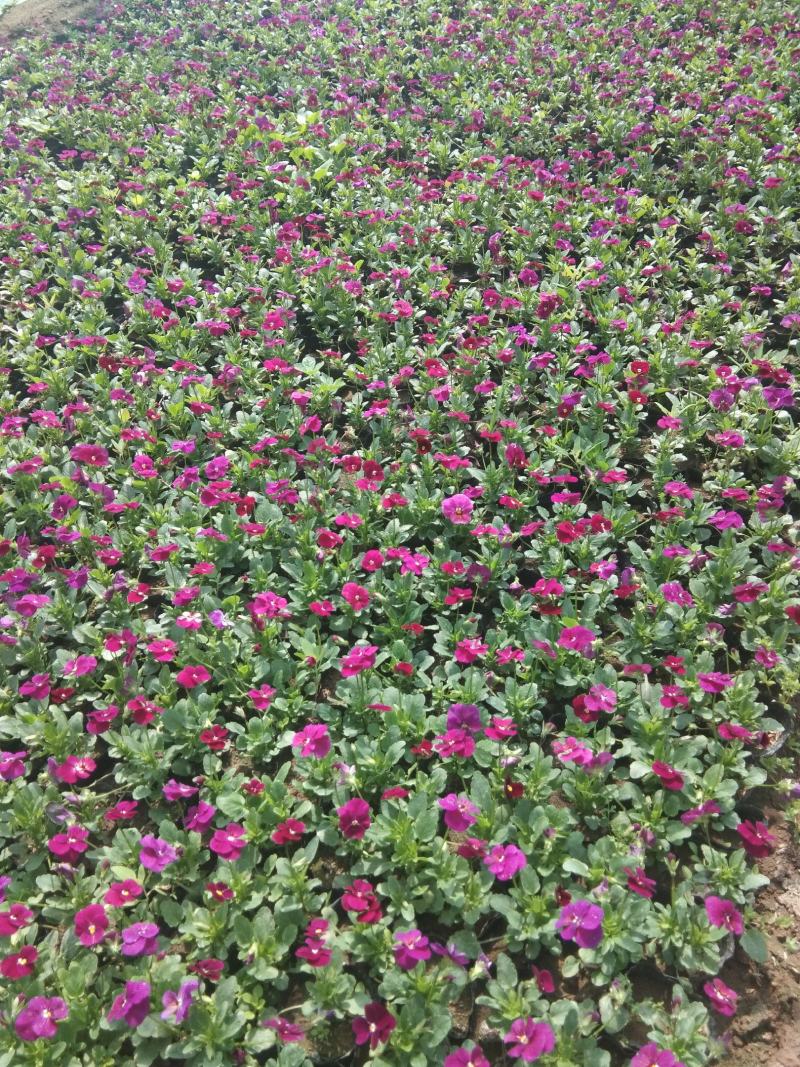 草花种植基地自销杯装角堇价格低时令草花五一花卉角堇