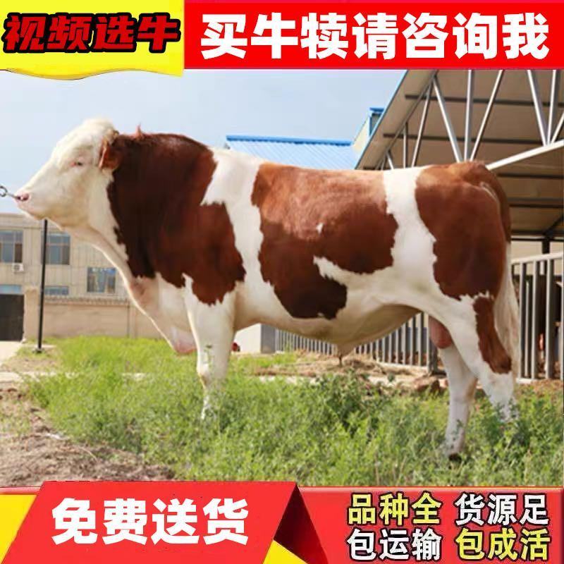 西门塔尔牛免费送货西门塔货到付款包成活包伤亡