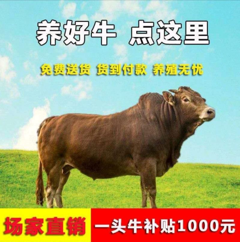 西门塔尔牛免费送货西门塔货到付款包成活包伤亡