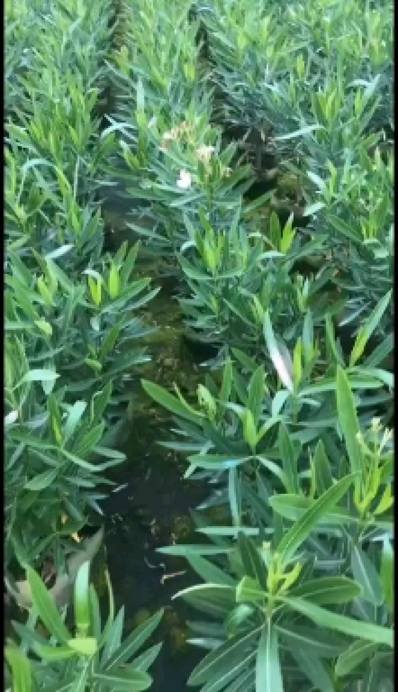 佛山粉花夹竹桃基地直销，开花盆栽，基地直发