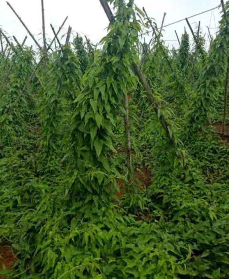 产地直销直立红花百部种子云南对叶百部种子药材种籽
