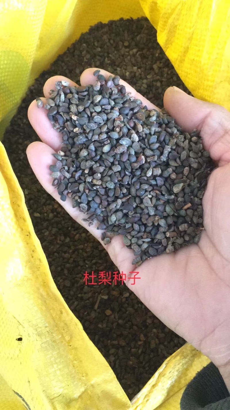 秋季新杜梨籽春季是沙藏好的，可提供种植技术，籽饱满