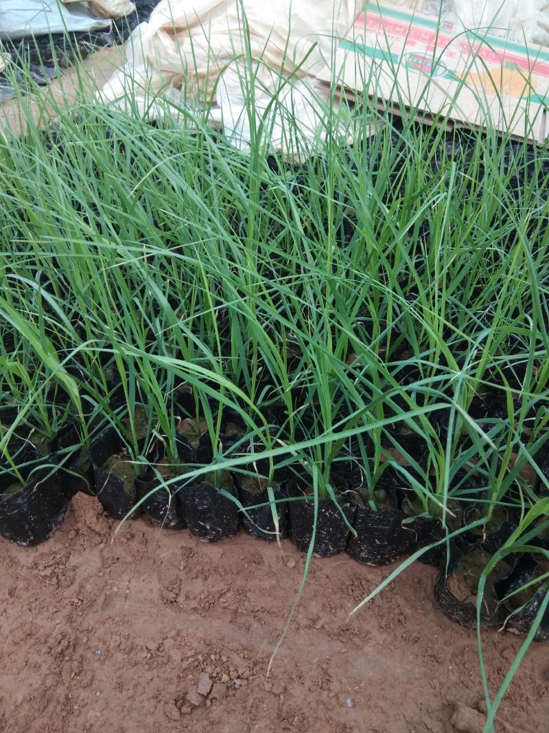 观赏草苗圃自销矮蒲苇粉蒲苇白蒲苇价格低