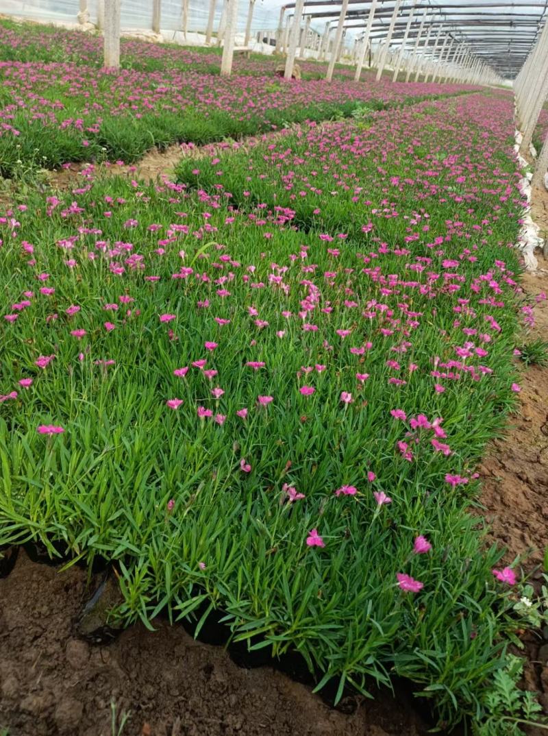 盆栽月季，北海道黄杨，绿化月季，欧石竹，绿化欧石竹