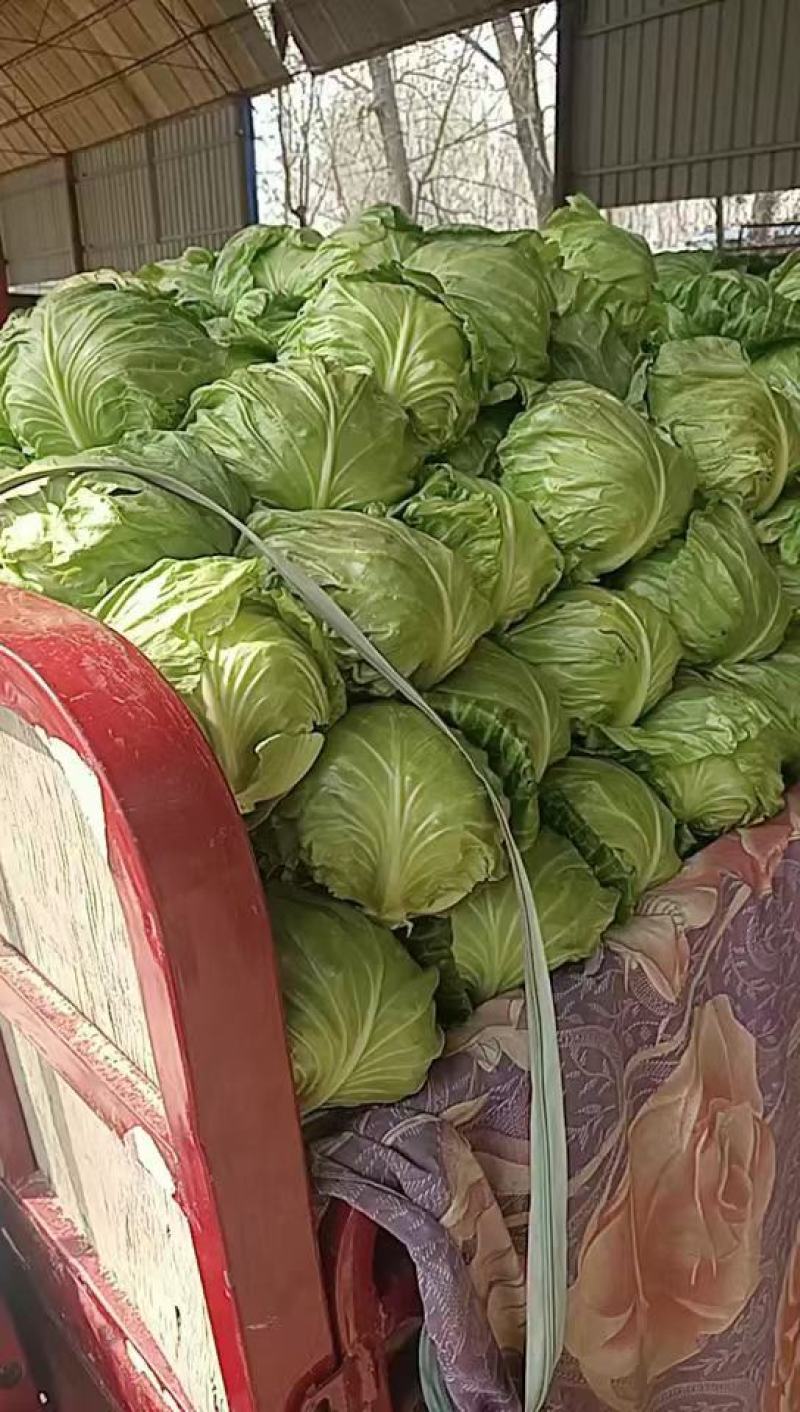 大棚精品甘蓝大量上市中