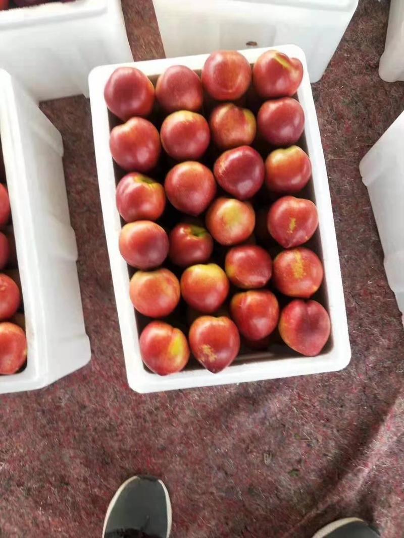 大棚油桃批发126黄油桃大量上市场交易全国发货
