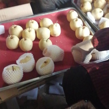 陕西省蒲城县，贡梨出库