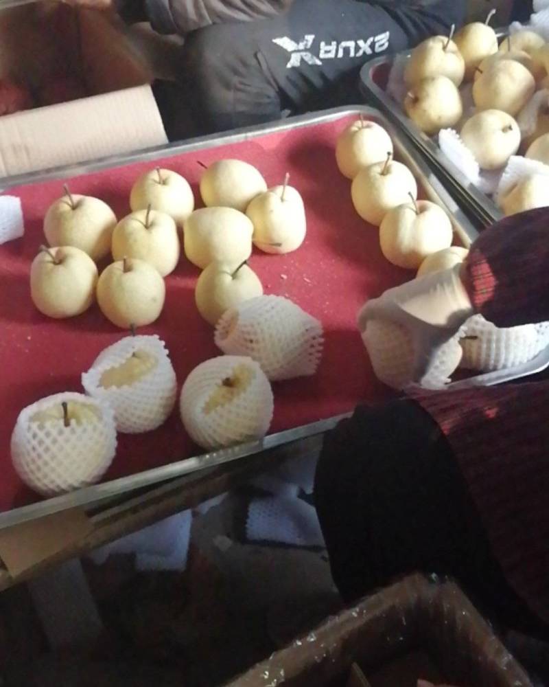 陕西省蒲城县，贡梨出库