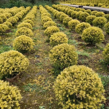 千层金球，基地直销，大量供应