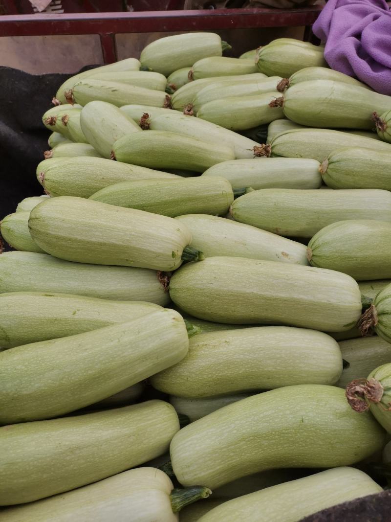 精品西葫芦上市中，质量好价格低有需要的联系。