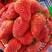 汉中市城固草莓；甜查理奶油红颜草莓果直供个大色红口感甜
