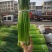 【精品】蒜薹杂交蒜苔热卖中50~60cm产地直供