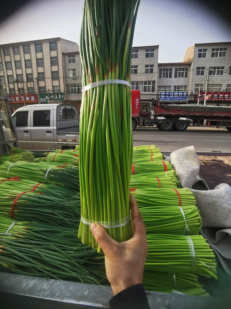 【精品】蒜薹杂交蒜苔热卖中50~60cm产地直供