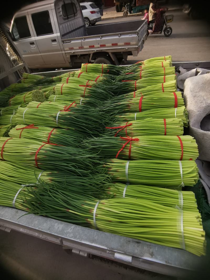 【精品】蒜薹杂交蒜苔热卖中50~60cm产地直供