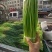 【精品】蒜薹杂交蒜苔热卖中50~60cm产地直供