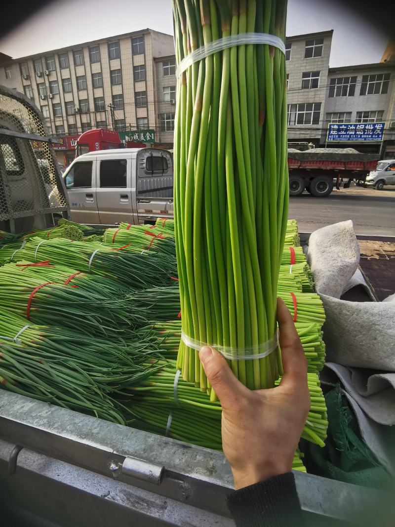 【精品】蒜薹杂交蒜苔热卖中50~60cm产地直供