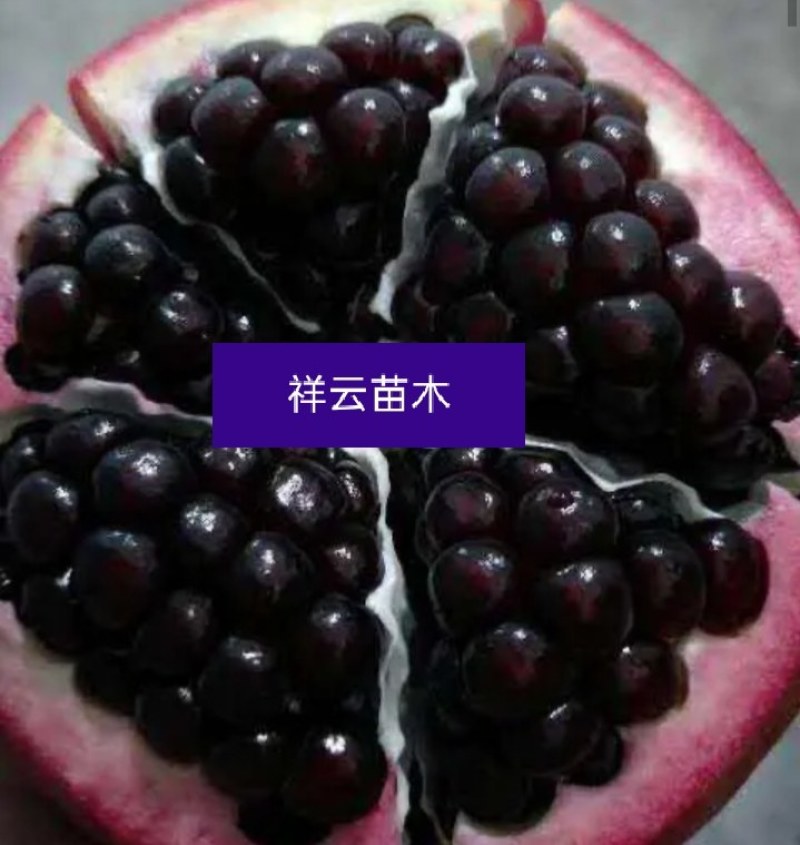 【爆品】正宗软子黑仔石榴苗，保证纯度，现挖现发，假一赔十