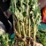菊花苗丶杭白菊丶北京菊、金丝皇菊等各种菊花苗！