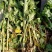 菊花苗丶杭白菊丶北京菊、金丝皇菊等各种菊花苗！