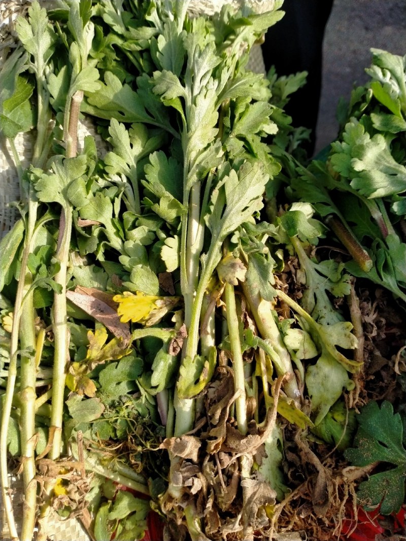 菊花苗丶杭白菊丶北京菊、金丝皇菊等各种菊花苗！