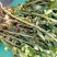菊花苗丶杭白菊丶北京菊、金丝皇菊等各种菊花苗！