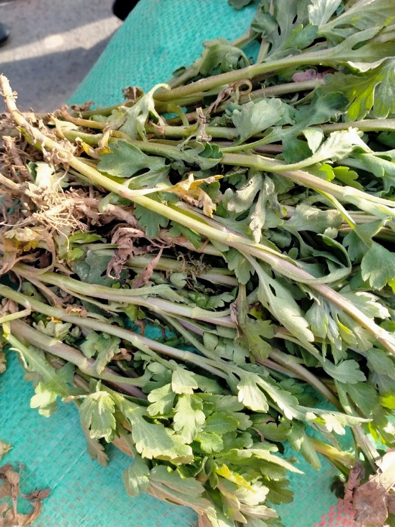 菊花苗丶杭白菊丶北京菊、金丝皇菊等各种菊花苗！