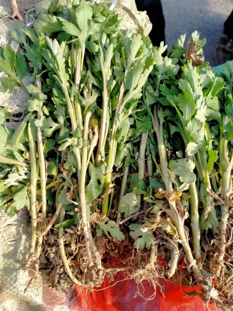 菊花苗丶杭白菊丶北京菊、金丝皇菊等各种菊花苗！