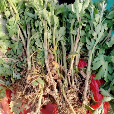 菊花苗丶杭白菊丶北京菊、金丝皇菊等各种菊花苗！