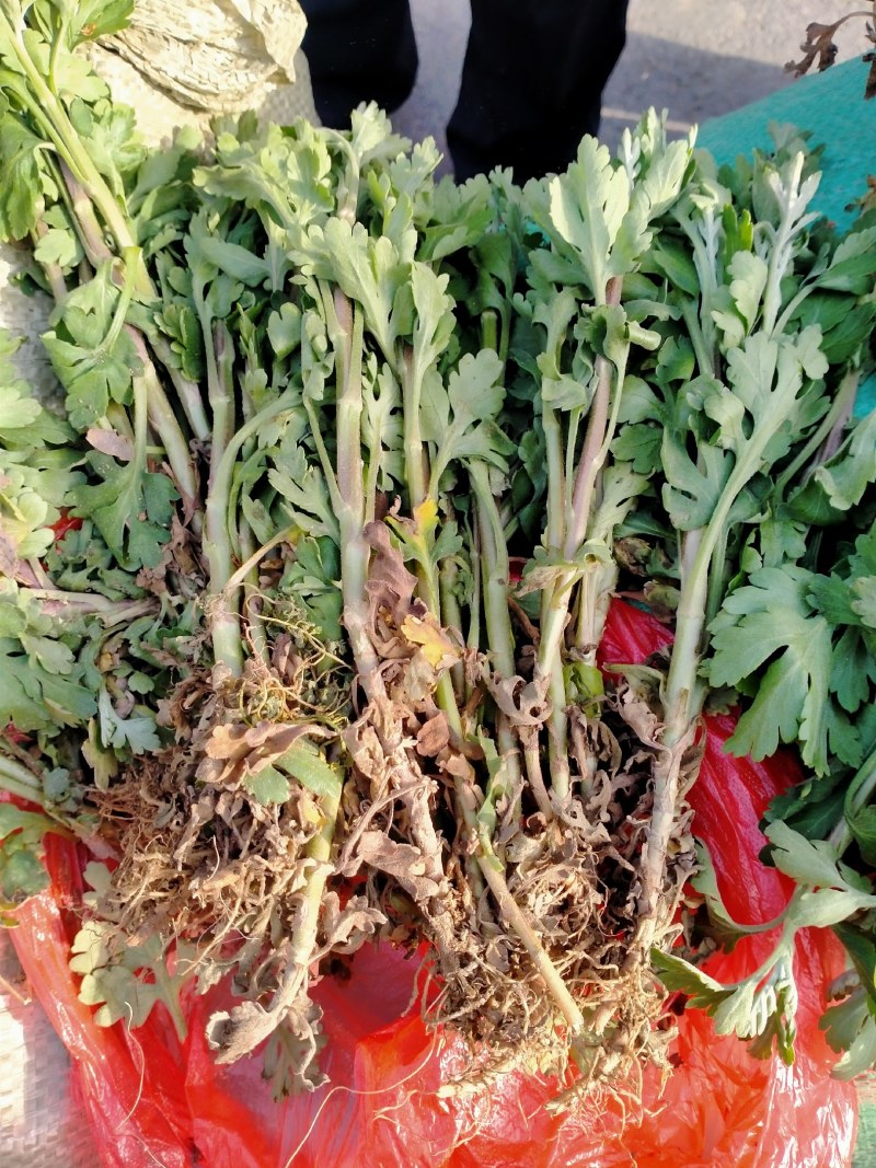 菊花苗丶杭白菊丶北京菊、金丝皇菊等各种菊花苗！