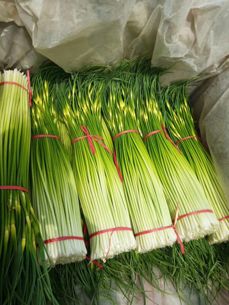 丰县蒜苔大量上市价格美丽