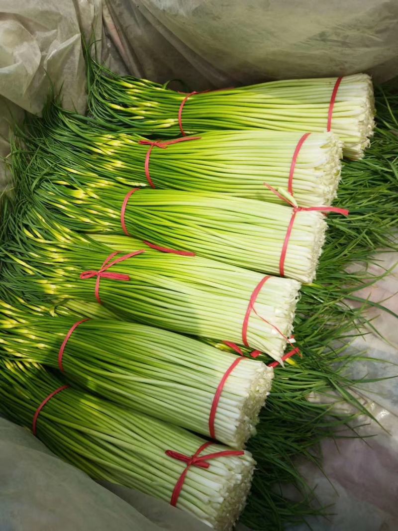 丰县蒜苔大量上市价格美丽