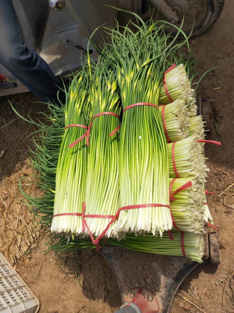 丰县蒜苔大量上市价格美丽