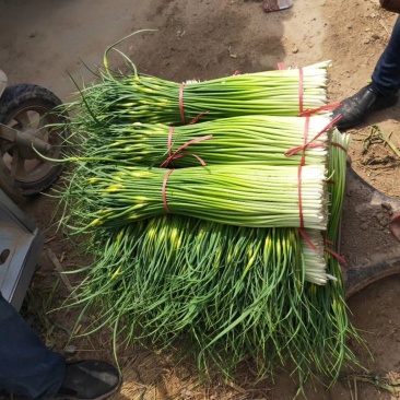 丰县蒜苔大量上市价格美丽