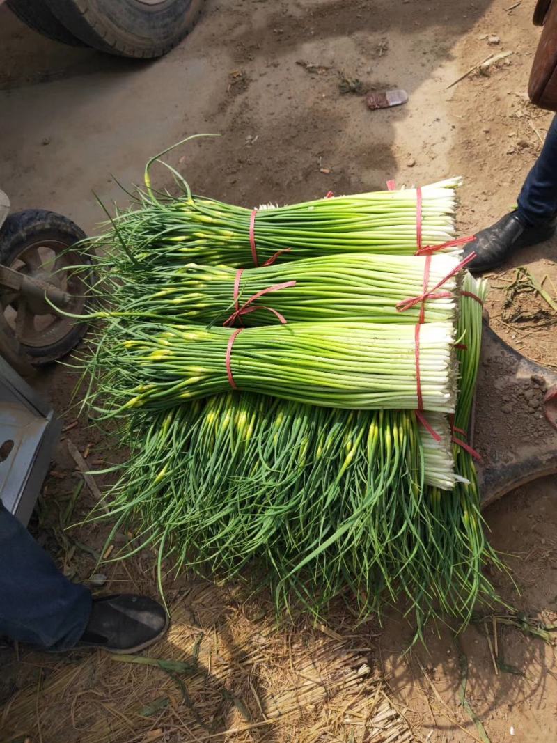 丰县蒜苔大量上市价格美丽