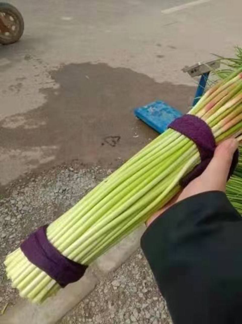 通许县红帽蒜苔大量上市，品质好，价格优，调车一条龙服务。