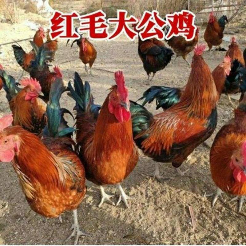 【鸡苗】五黑贵妃麻鸡蛋鸡九斤红三黄鸡土鸡草鸡鸡苗等